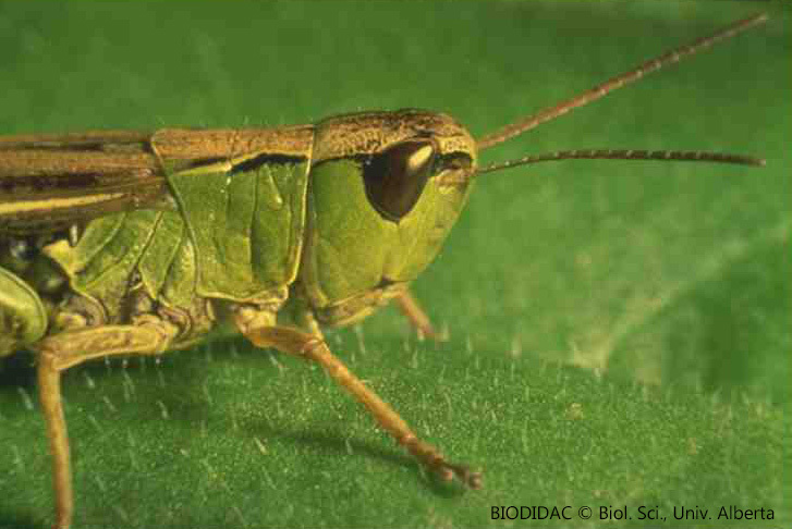 orth026p.jpeg orth026p.jpeg