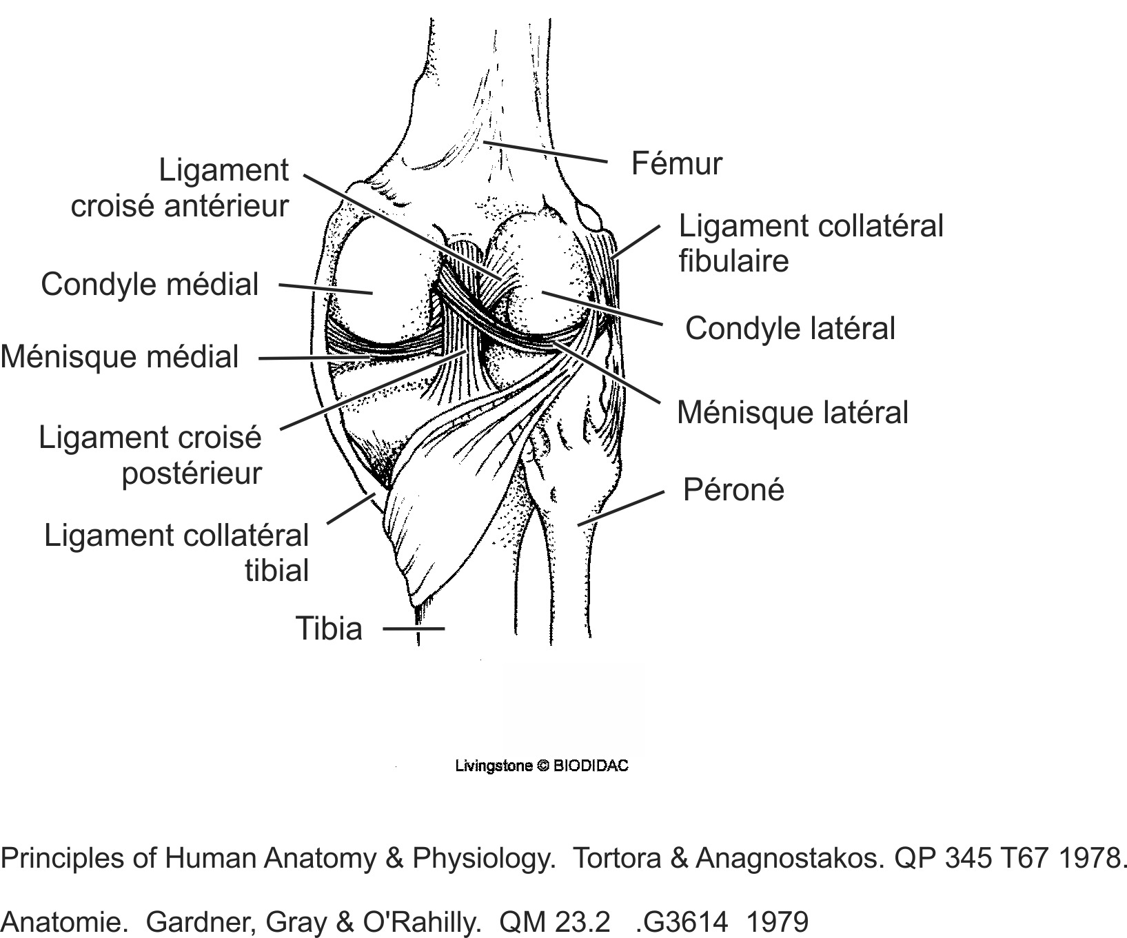 humn131b-FR.png