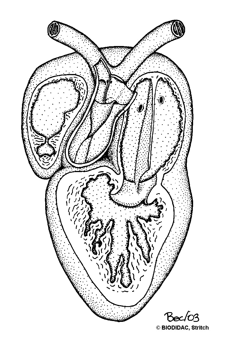 amph111b.gif