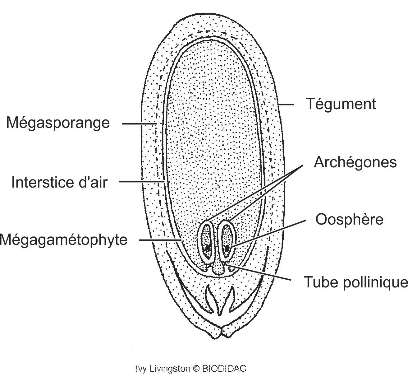 coni011b-FR.png