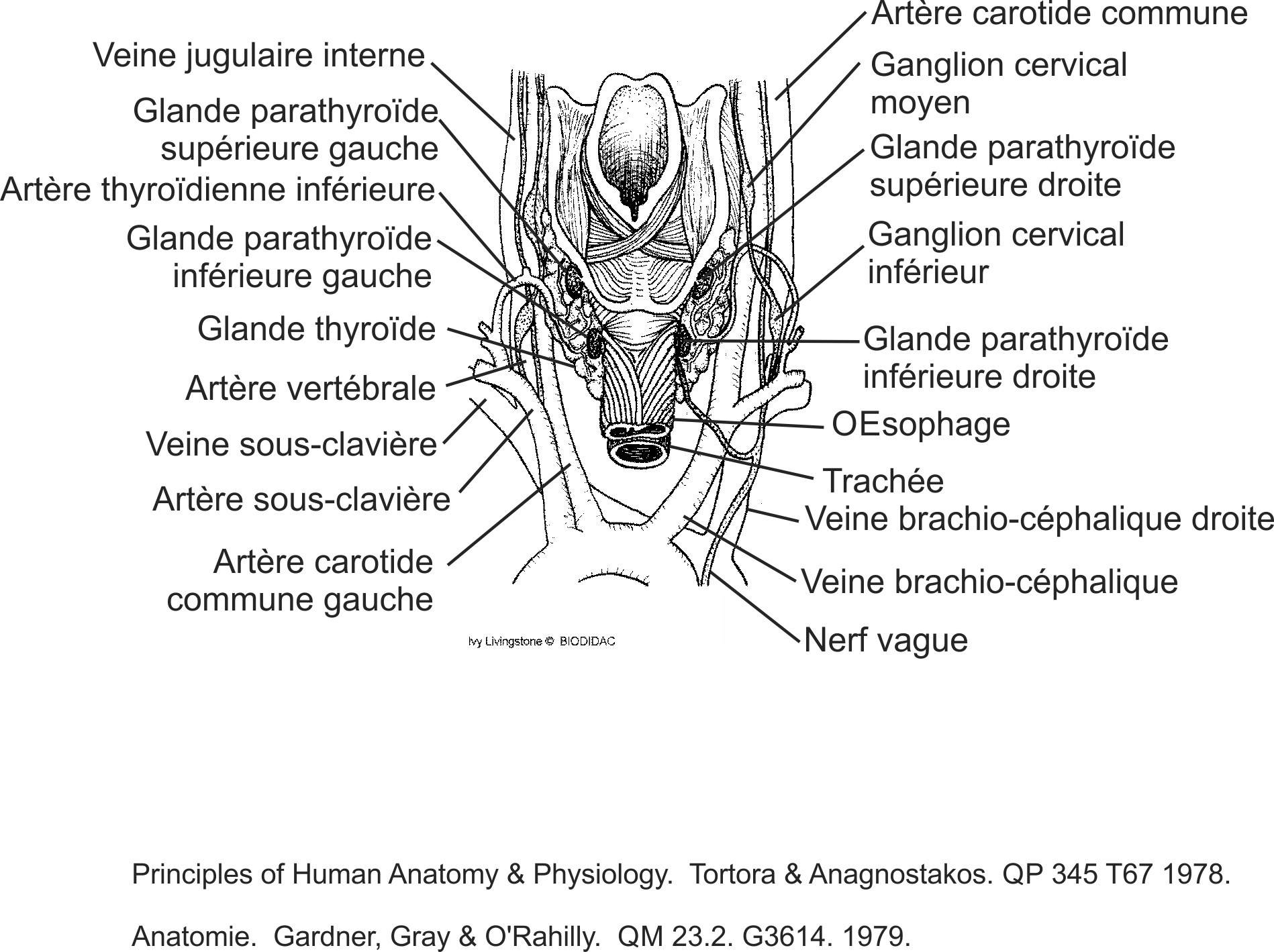 humn109b-FR.png