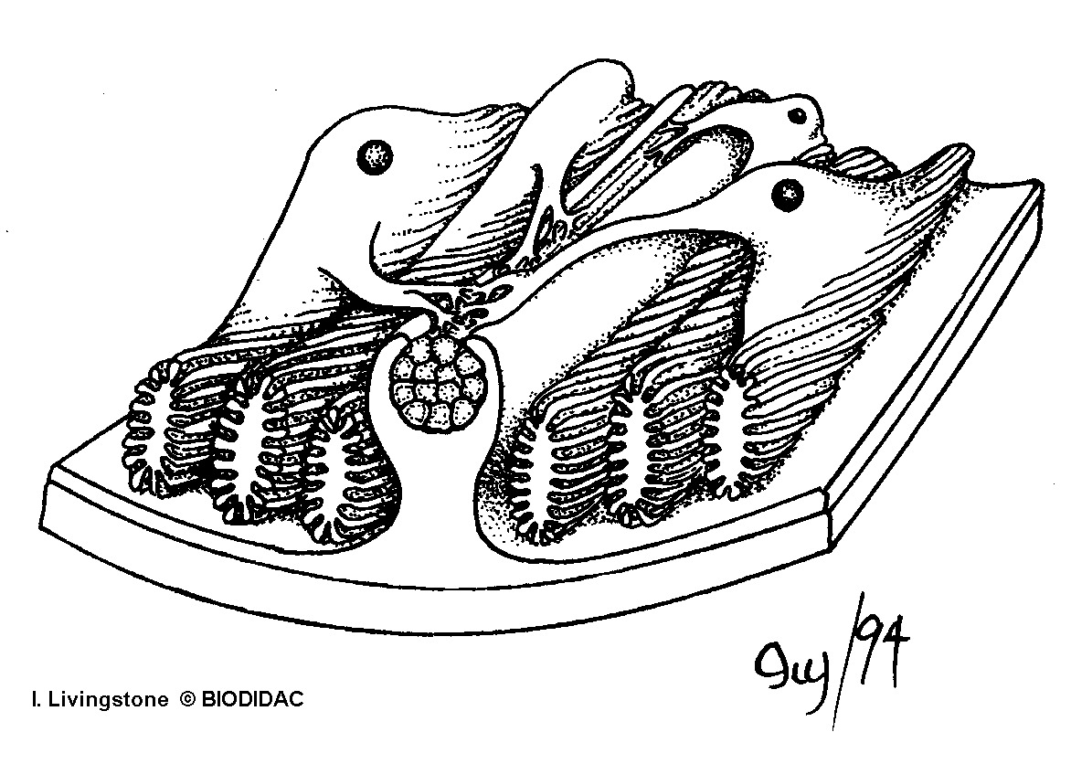 nema005b.gif nema005b.gif