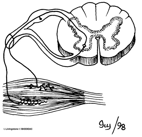 humn156b.gif