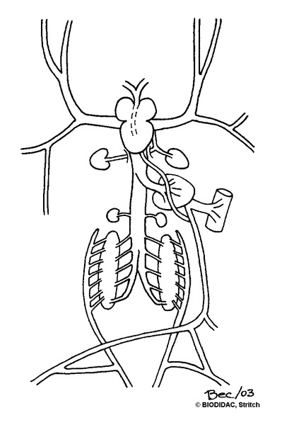 amph110b.gif