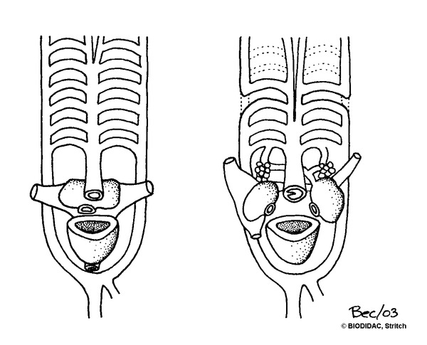 amph112b.gif