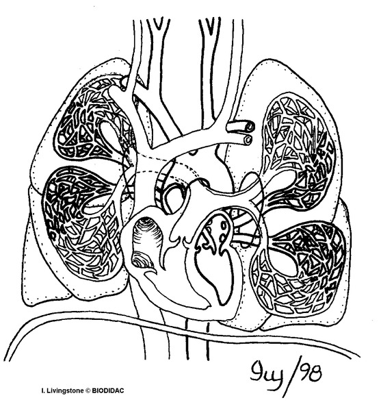 humn192b.gif