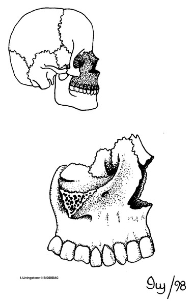 humn181b.gif