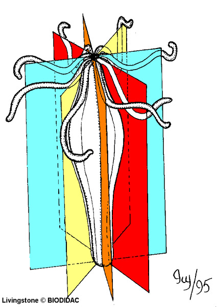 gene006c.gif