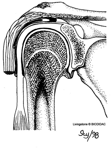 humn135b.gif