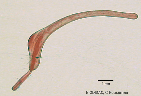 acan002p.gif