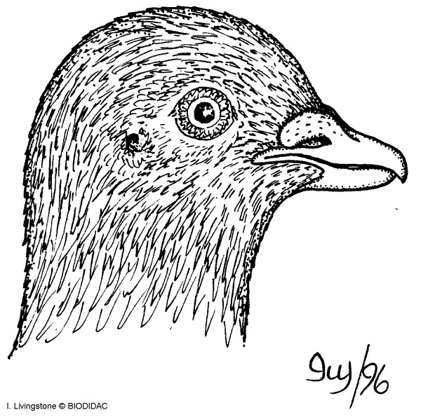 aves013b.gif