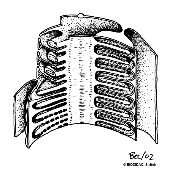 hemi012b.gif