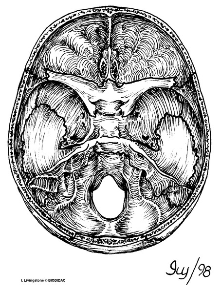 humn184b.gif