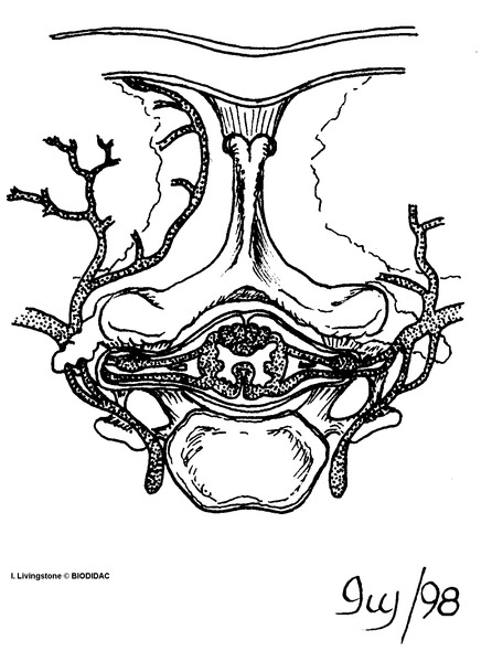 humn153b.gif