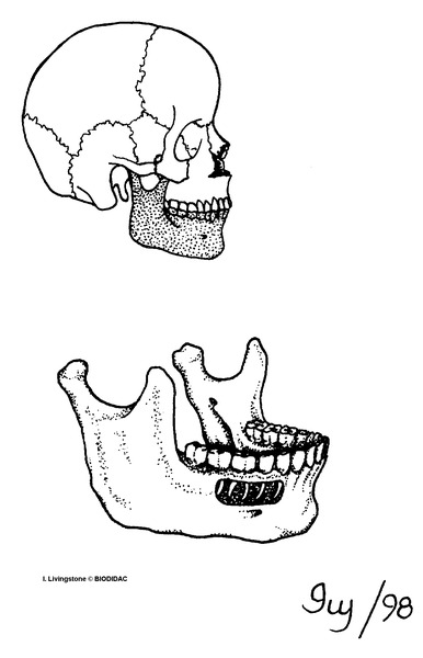 humn182b.gif