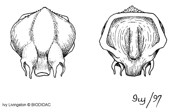 coni003b.gif