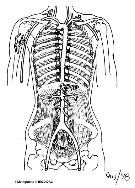 humn194b.gif