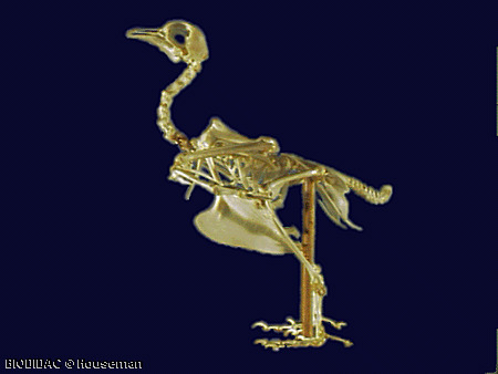 aves005p.gif