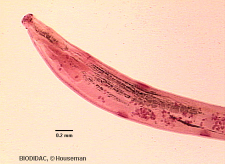 acan004p.gif