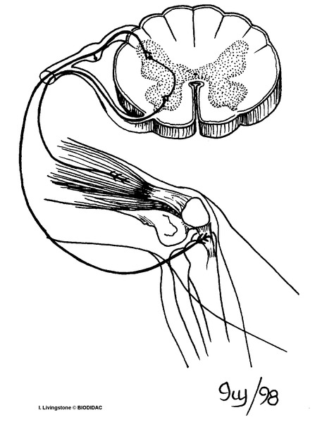 humn155b.gif