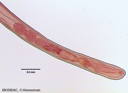 acan006p.gif