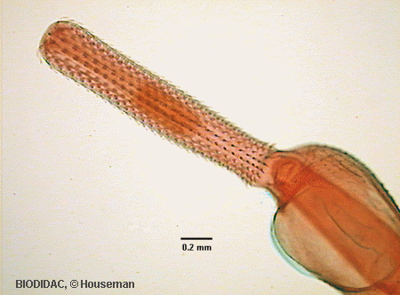 acan008p.gif