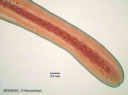 acan003p.gif