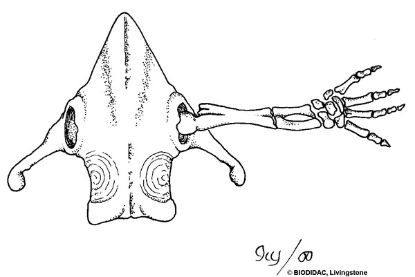 Necturus sp.
