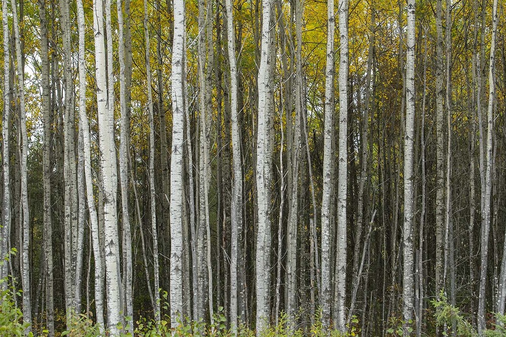 51 Foret boréale_Route 17_6928©Enviro Foto_basse res.jpg 51 Foret boréale_Route 17_6928©Enviro Foto_basse res.jpg