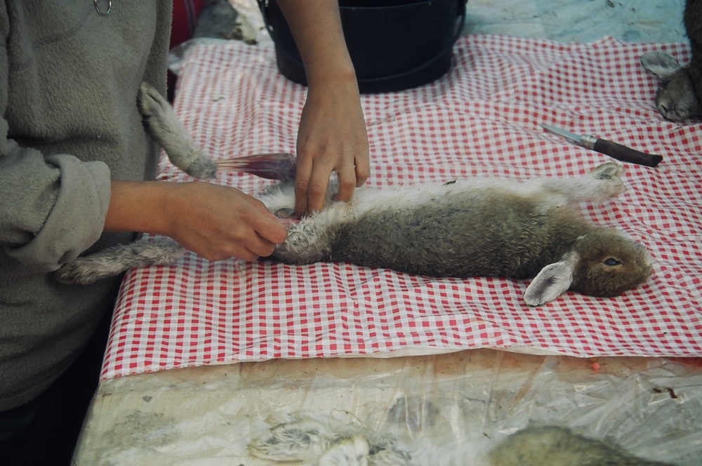 16 dépeçage de lièvre, camp Jean Paul Néashit (23).JPG 16 dépeçage de lièvre, camp Jean Paul Néashit (23).JPG