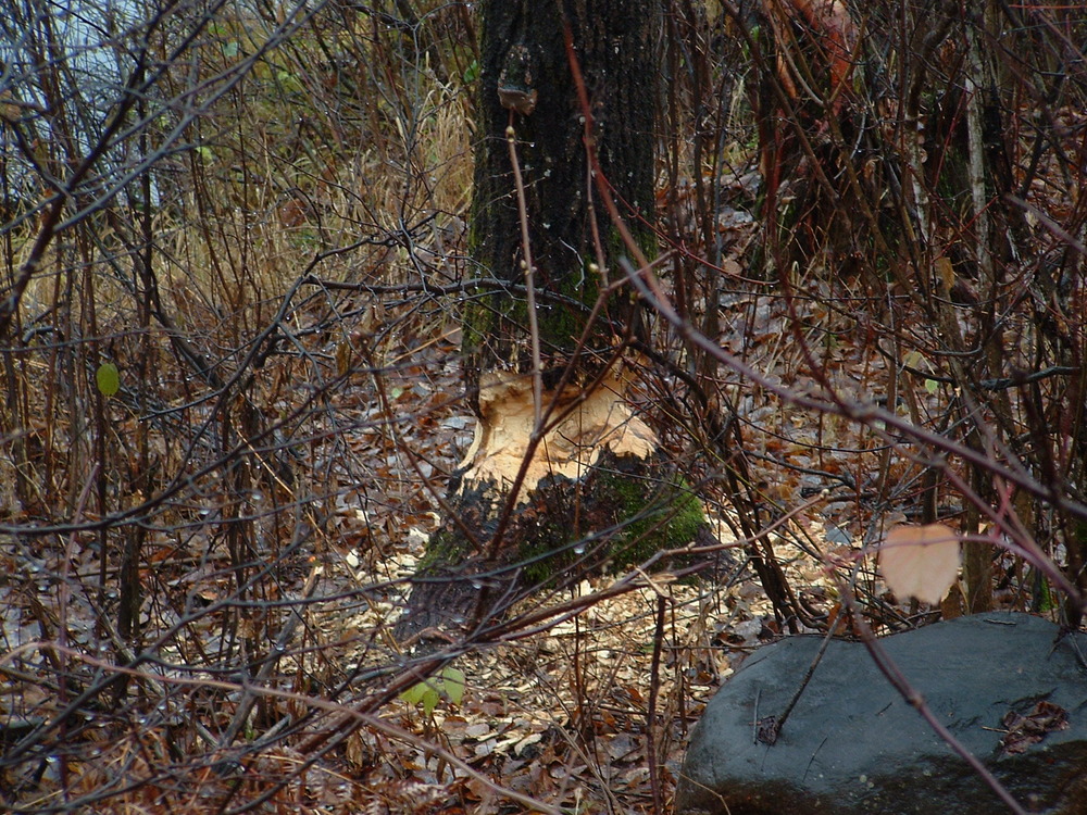 18 paysage Wemotaci automne 2006 (8).jpg 18 paysage Wemotaci automne 2006 (8).jpg