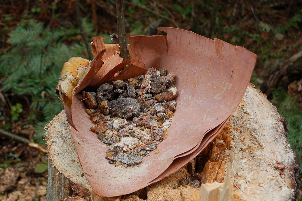 26 résine d' épinette.jpg 26 résine d' épinette.jpg