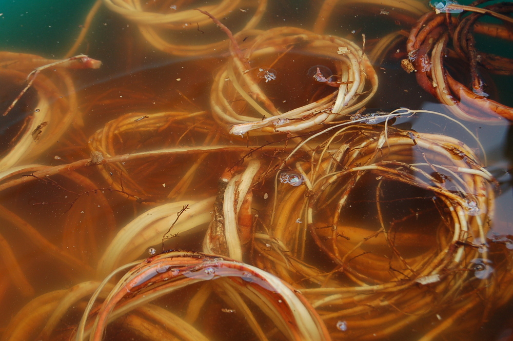 24 racine de pin blanc 1.jpg 24 racine de pin blanc 1.jpg