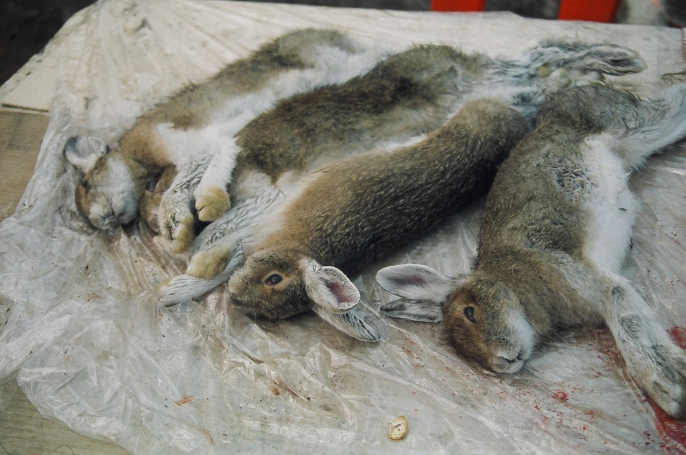 15 dépeçage de lièvre, camp Jean Paul Néashit (20).JPG 15 dépeçage de lièvre, camp Jean Paul Néashit (20).JPG