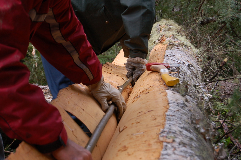 22 cueillete de l'écorce 7.jpg 22 cueillete de l'écorce 7.jpg