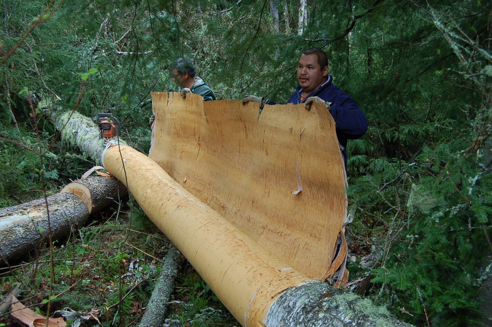 23 cueillette de l'écorce 13.jpg 23 cueillette de l'écorce 13.jpg