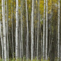 51 Foret boréale_Route 17_6928©Enviro Foto_basse res.jpg