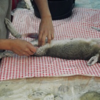 16 dépeçage de lièvre, camp Jean Paul Néashit (23).JPG