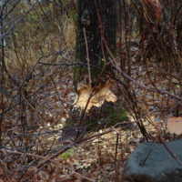 18 paysage Wemotaci automne 2006 (8).jpg