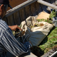 5 peche au filet a l'esturgeon (174).jpg