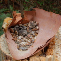 26 résine d' épinette.jpg