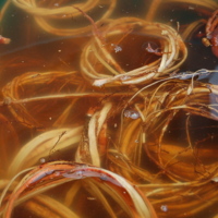 24 racine de pin blanc 1.jpg