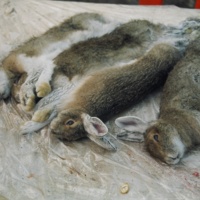 15 dépeçage de lièvre, camp Jean Paul Néashit (20).JPG