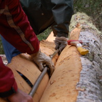 22 cueillete de l'écorce 7.jpg