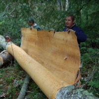 23 cueillette de l'écorce 13.jpg