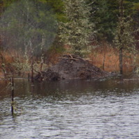21 trappe aux castor- Lucien et Robert Awashish, automne 200641.jpg