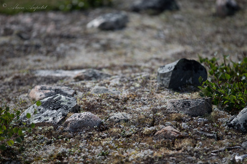 Petites pierres et lichen, Mushuau-nipi.jpg