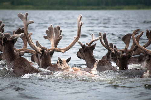 Caribous traversant la rivière Georges 7.jpg