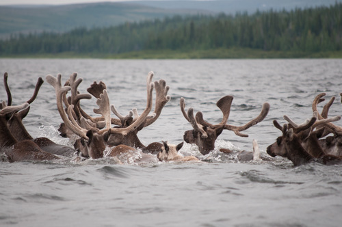 Caribous traversant la rivière Georges 6.jpg