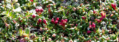 Bourgeons de graines rouges.jpg